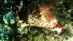 midnight snack.indonesia night dive.f100 and 105 by Gregory Grant 